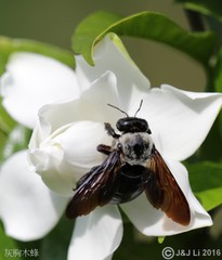 Xylocopa phalothorax