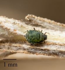 Protaphis terricola
