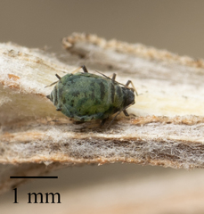 Protaphis terricola