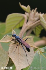 Chalybion japonicum