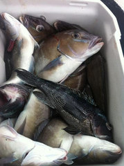 Caulolatilus microps