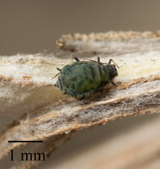 Protaphis terricola