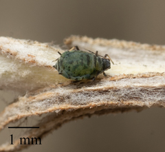 Protaphis terricola