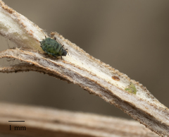 Protaphis terricola