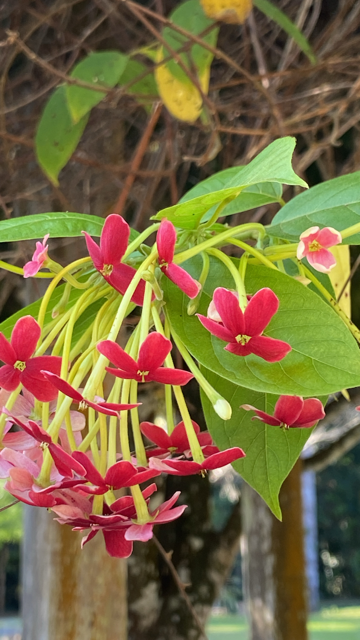 Combretum indicum