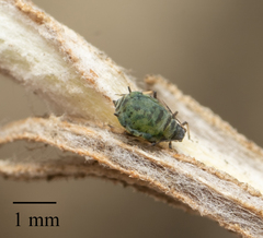 Protaphis terricola