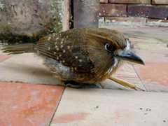 Malacoptila mystacalis