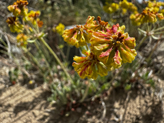 Eriogonum umbellatum var. nevadense