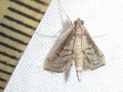 Marasmia