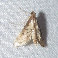Marasmia
