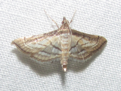 Marasmia