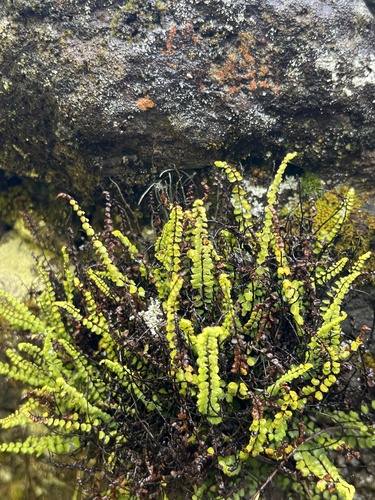 Asplenium densum observed 2025-07-17