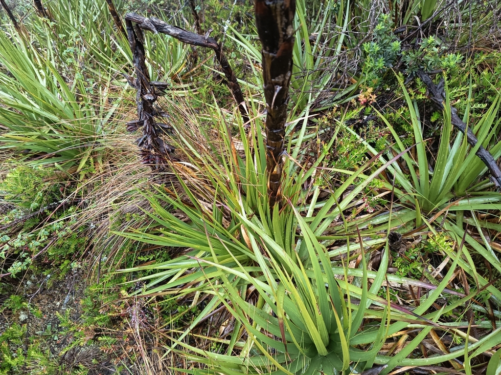 Puya nitida; photograph (c) marthayolimapardodiaz, some rights reserved (CC BY)