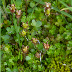 Saxifraga rivularis, photograph (c) Piotr Lukasik, some rights reserved (CC BY)