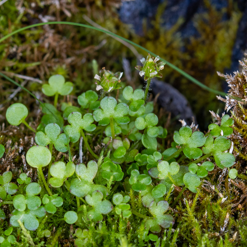 Saxifraga rivularis, photograph 4