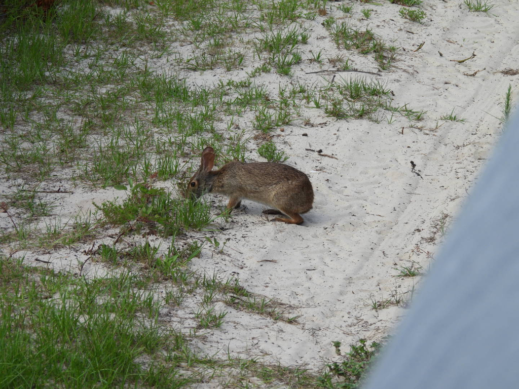 Swamp Rabbit Memorial Swamp Rabbit in July 2025 by Lesser Withy · iNaturalist