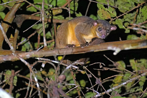 Kinkajou, photo 2 of 9