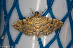 Ommatospila narcaeusalis
