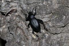 Blaps lusitanica