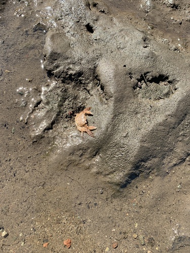 iNaturalist observation photo of Striped Shore Crab