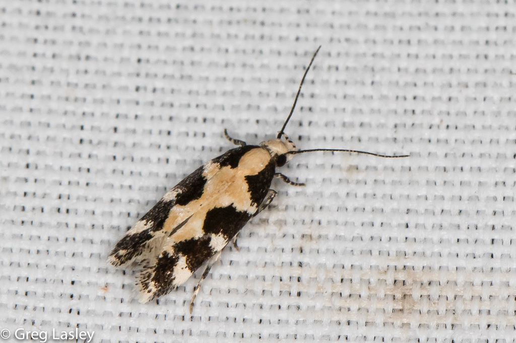 Teaweed Moth