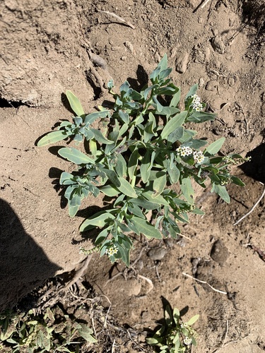 iNaturalist observation photo of alkali heliotrope