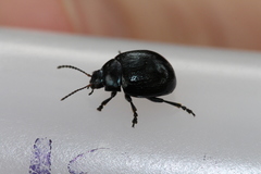 Chrysolina haemoptera