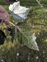 Populus