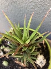 Haworthiopsis