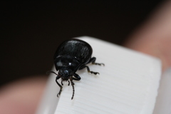 Chrysolina haemoptera