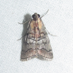 Pococera maritimalis