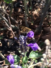 Hylephila phyleus