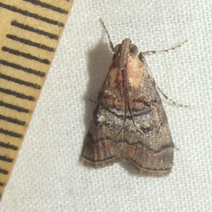 Pococera maritimalis