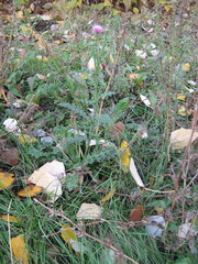 Carduus acanthoides
