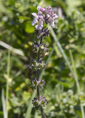Stachys rigida rigida