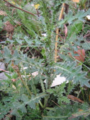 Carduus acanthoides