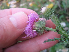 Carduus acanthoides