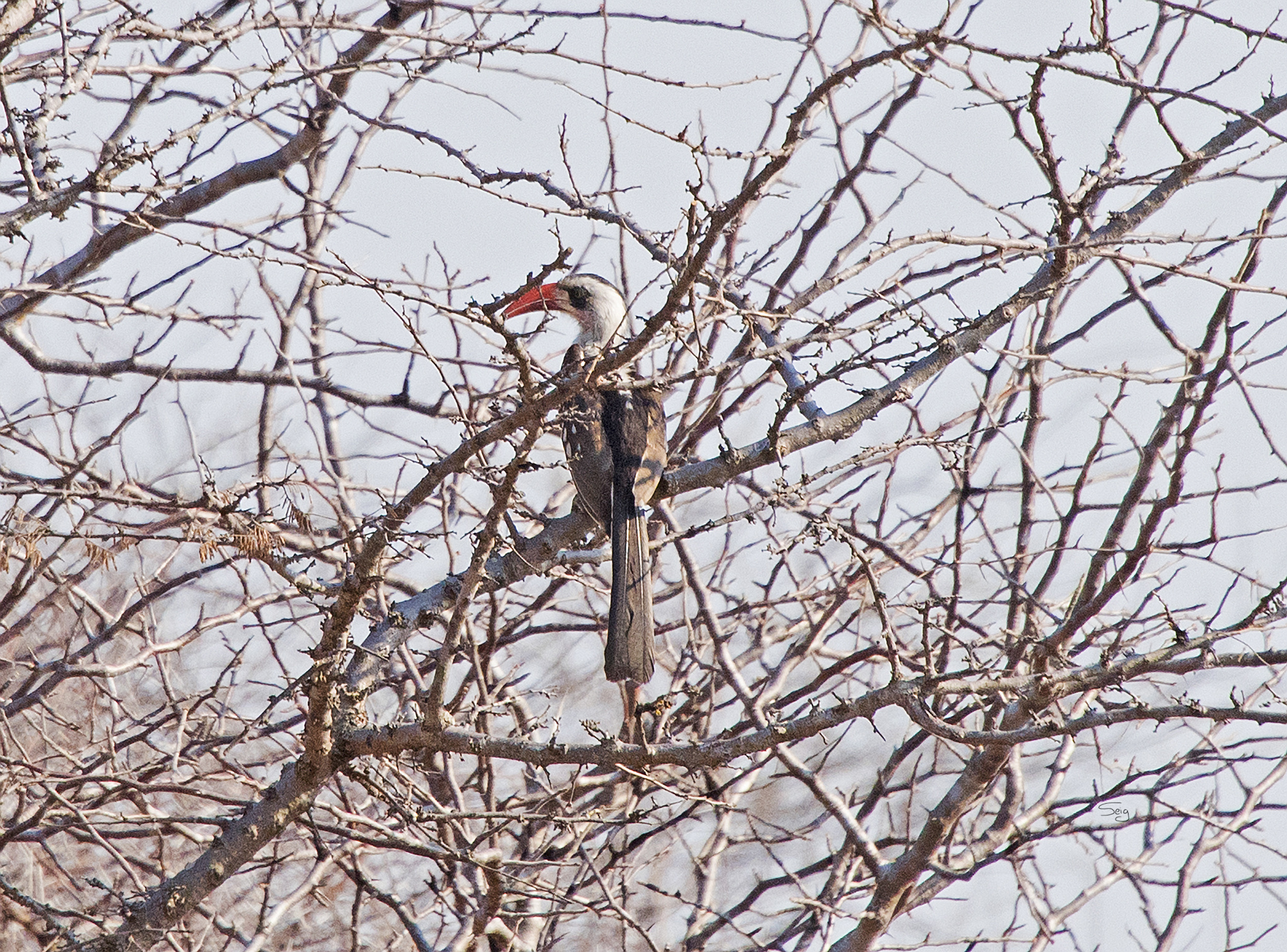 Tanzanian Red-billed Hornbill (Tockus ruahae), photo 9