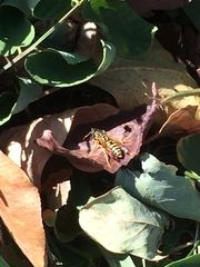 Polistes dominula