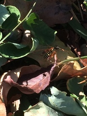 Polistes dominula