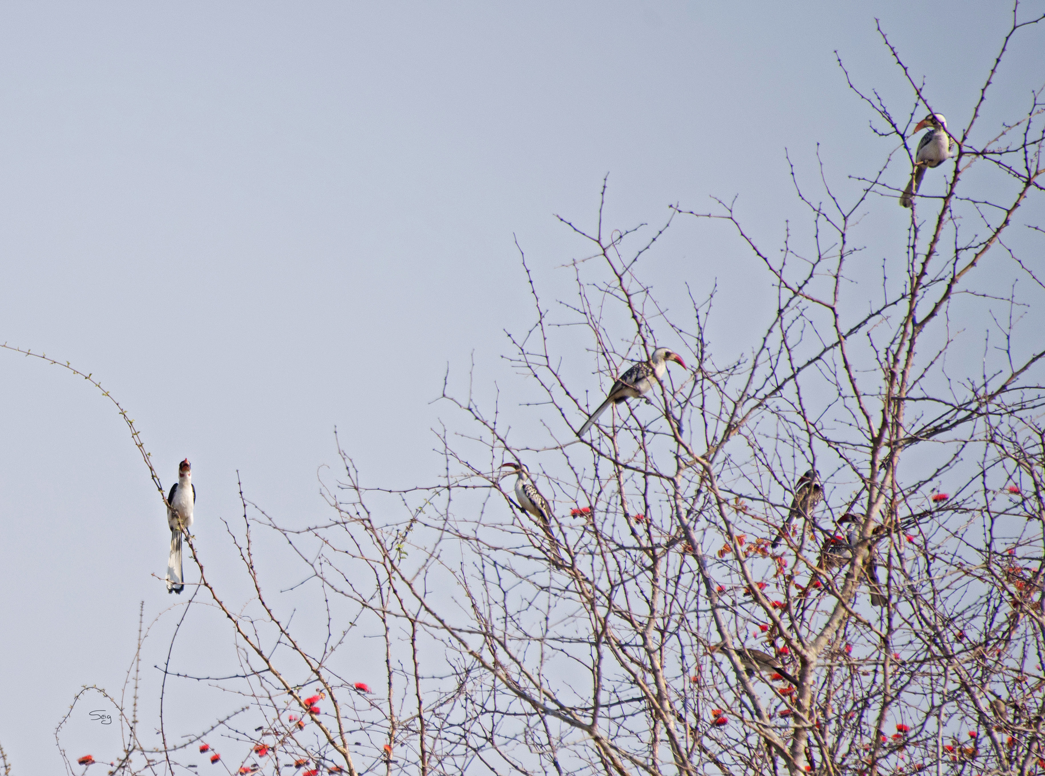 Tanzanian Red-billed Hornbill (Tockus ruahae)