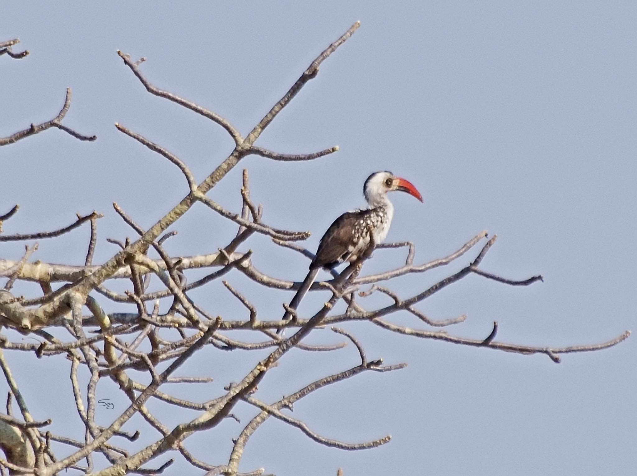 Tanzanian Red-billed Hornbill (Tockus ruahae), photo 10