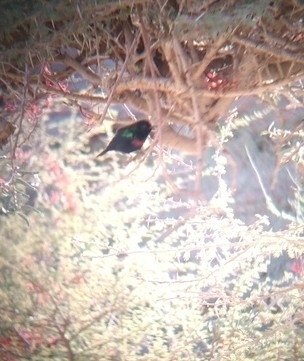 Arabian Sunbird