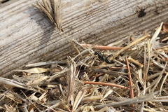 Cataglyphis piliscapa