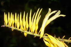 Pitcairnia wilburiana image