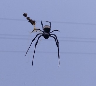 Red-legged Golden Orb-web Spider