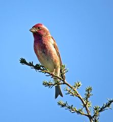 Purple Finch photo 5
