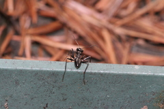 Cataglyphis piliscapa