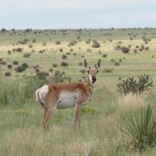 Pronghorn photographed in Oklahoma
