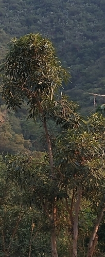 Wonderboom Fig
